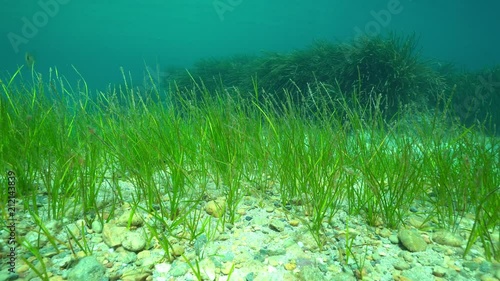 Seagrass underwater on the seabed, Cymodocea nodosa, the little neptune grass with Posidonia oceanica in background, Mediterranean sea, Cabo de Palos, Cartagena, Murcia, Spain
 photo