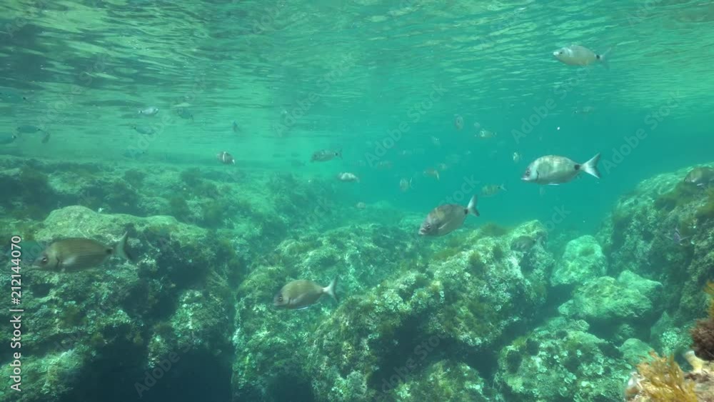 Underwater a shoal of fishes (mostly saddled and white seabream fish) with rocks below the water surface in the Mediterranean sea, Denia, Alicante, Costa Blanca, Spain
Underwater a shoal of fishes (mostly saddled and white seabream fish) with rocks below the water surface in the Mediterranean sea, Denia, Alicante, Costa Blanca, Spain
