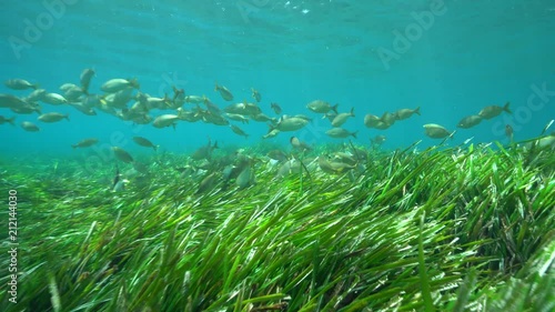 A shoal of fish (dreamfish Sarpa salpa) with seagrass (neptune grass Posidonia oceanica) underwater in the Mediterranean sea, Cabo de Gata-Níjar natural park, Almeria, Andalusia, Spain
