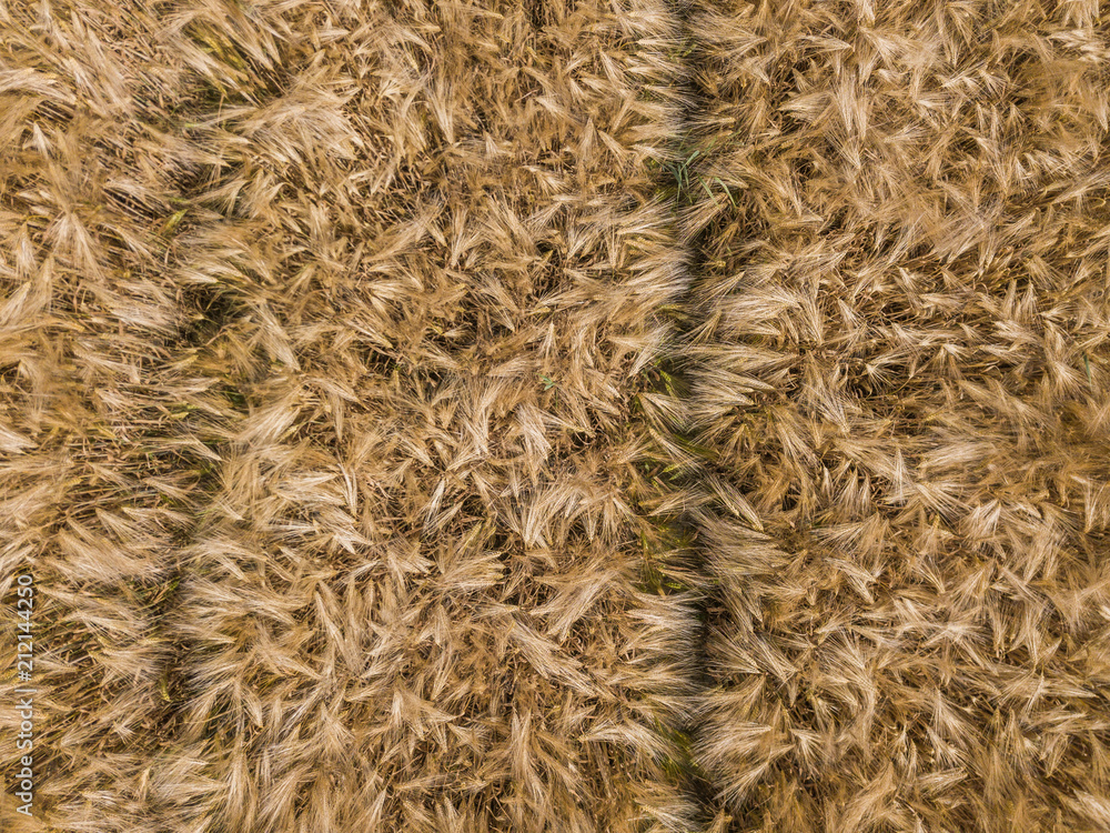 Aerial view of wheat field with plant texture Aerial view of wheat field with plant texture