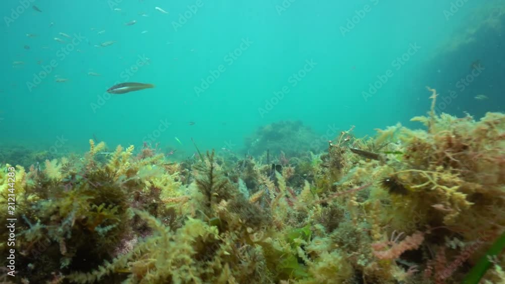 Underwater algae and seagrass torn off by the swell on the seabed with some fish, Mediterranean sea, Cap de Creus, Costa Brava, Catalonia, Spain
Underwater algae and seagrass torn off by the swell on the seabed with some fish, Mediterranean sea, Cap de Creus, Costa Brava, Catalonia, Spain