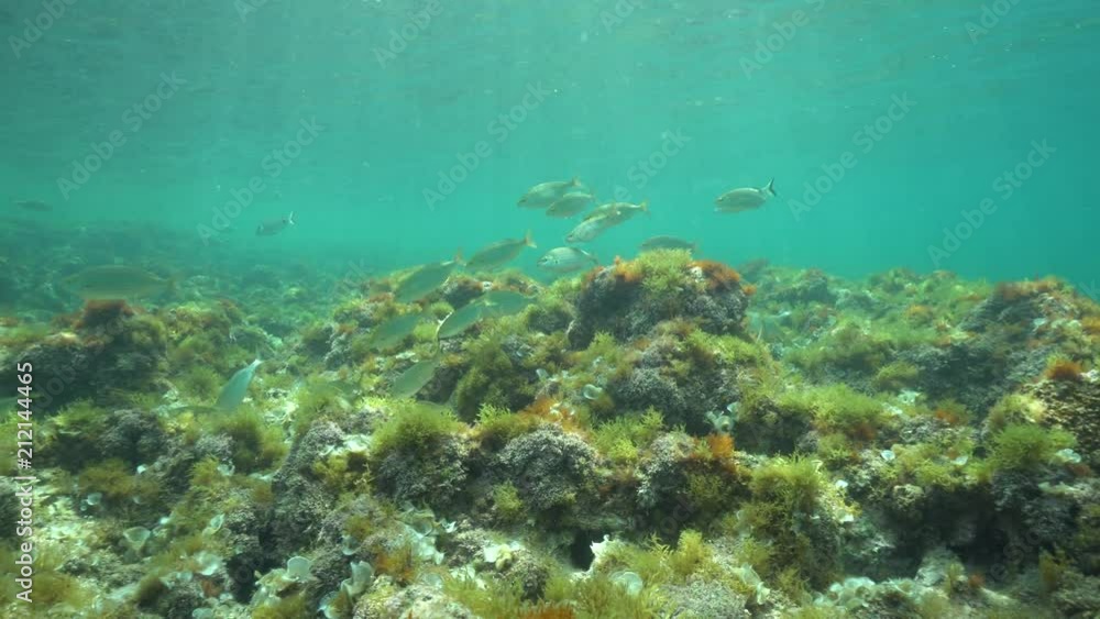 Underwater a school of fish (Sarpa salpa) with algae on a shallow seafloor, Mediterranean sea, natural light, Denia, Alicante, Costa Blanca, Spain
Underwater a school of fish (Sarpa salpa) with algae on a shallow seafloor, Mediterranean sea, natural light, Denia, Alicante, Costa Blanca, Spain