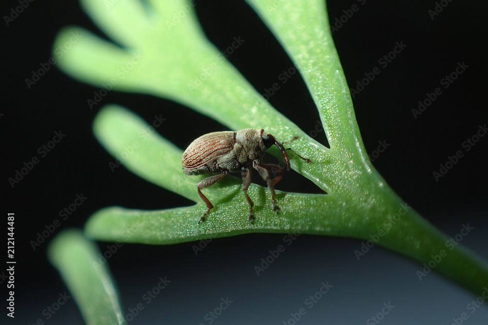 Naklejka premium Insect close-up