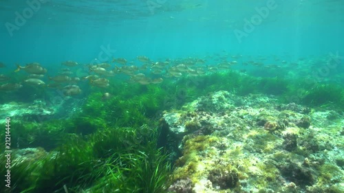 Underwater a school of fish (dreamfish Sarpa salpa) with seagrass and rock on a shallow seabed, Mediterranean sea, Cabo de Gata-Níjar natural park, Almeria, Andalusia, Spain
