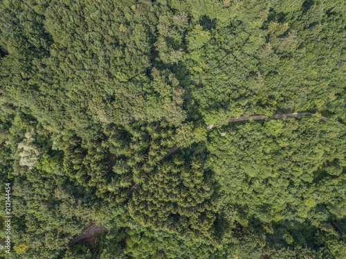 Aerial view of tree tops
