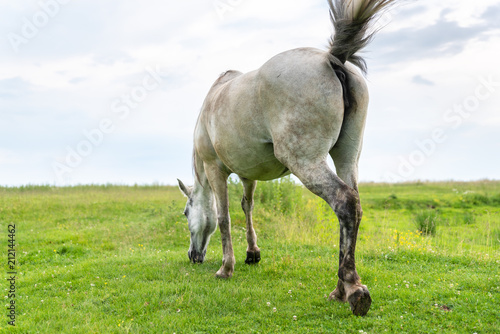 Mare grazing on the pasture, waving his tail and flies away from himself, rear view, countryside photo