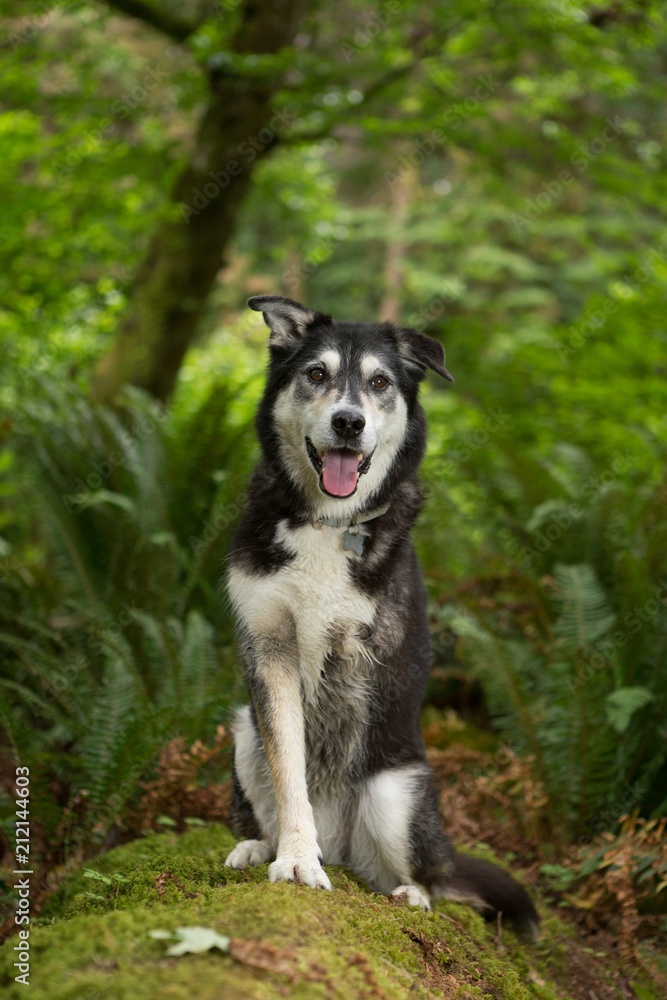 Dog with three legs sitting in forest Dog with three legs sitting in forest