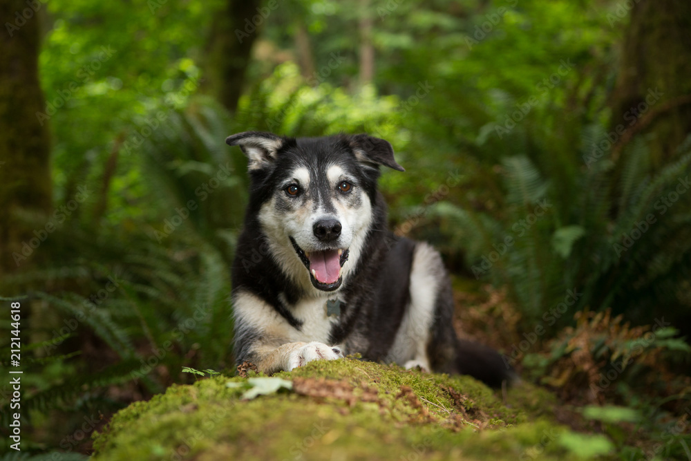 Happy dog with three legs lying down in forest Happy dog with three legs lying down in forest
