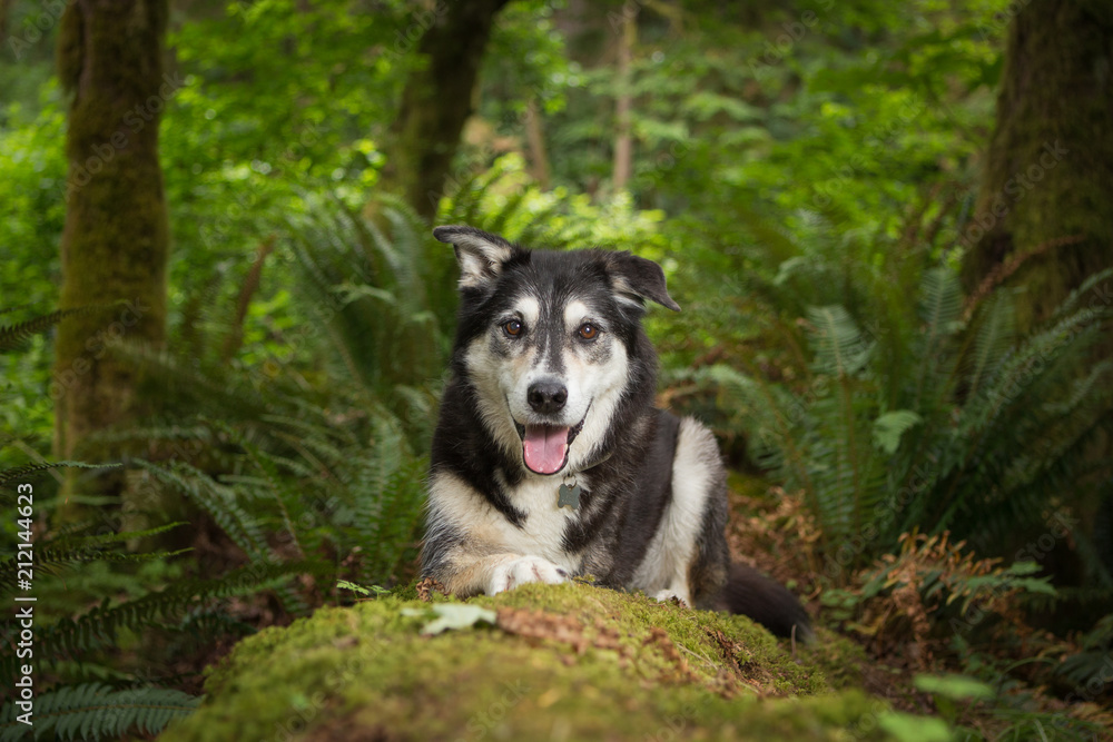 Portrait of three legged dog in forest Portrait of three legged dog in forest