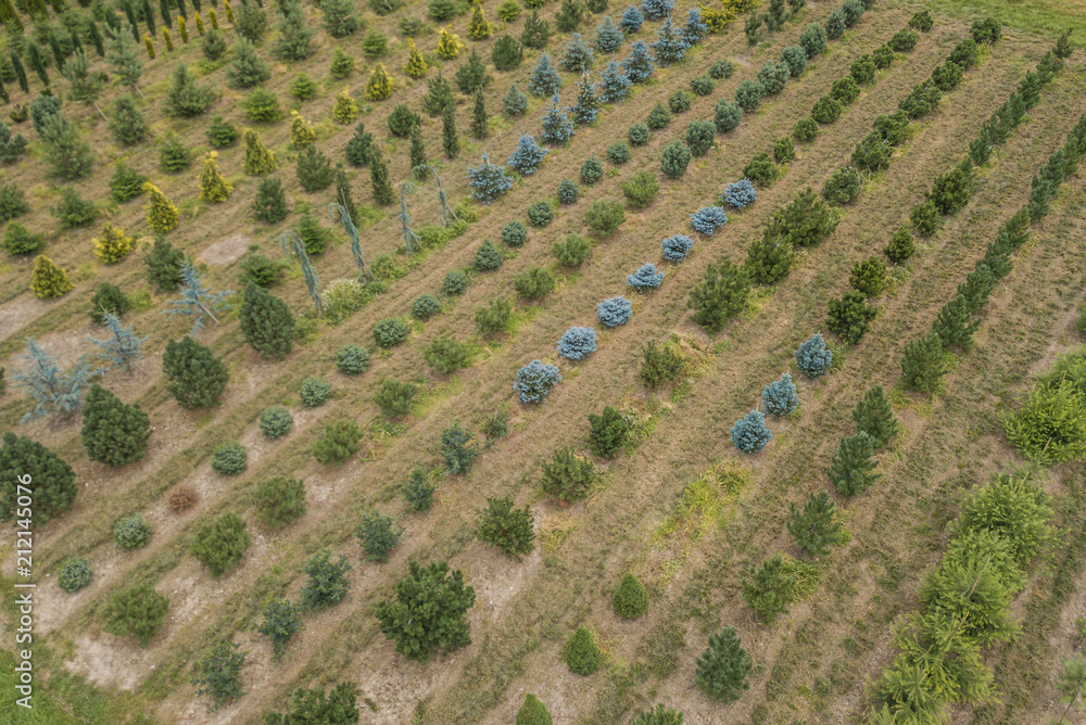 Aerial view of rows of cultivated young plants in plant nursery in Switzerland, Europe Aerial view of rows of cultivated young plants in plant nursery in Switzerland, Europe