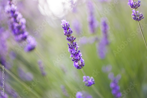 Fototapeta Naklejka Na Ścianę i Meble -  Lavanta bahçesi