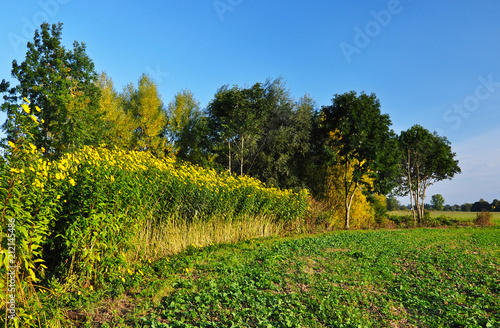 Yellow flowers of Helianthus tuberosus on the edge of a field by the forest.