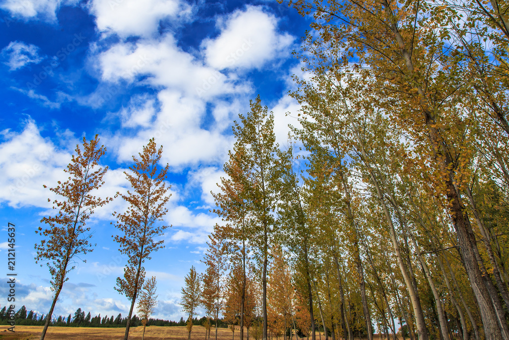 Obraz premium Looking up at birch trees with clouds