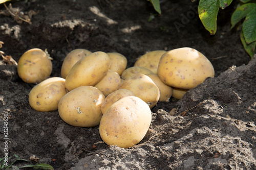 Kartoffeln auf dem Acker