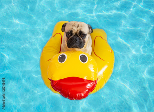 Cute pug floating in a swimming pool with a yellow duck flotation device 