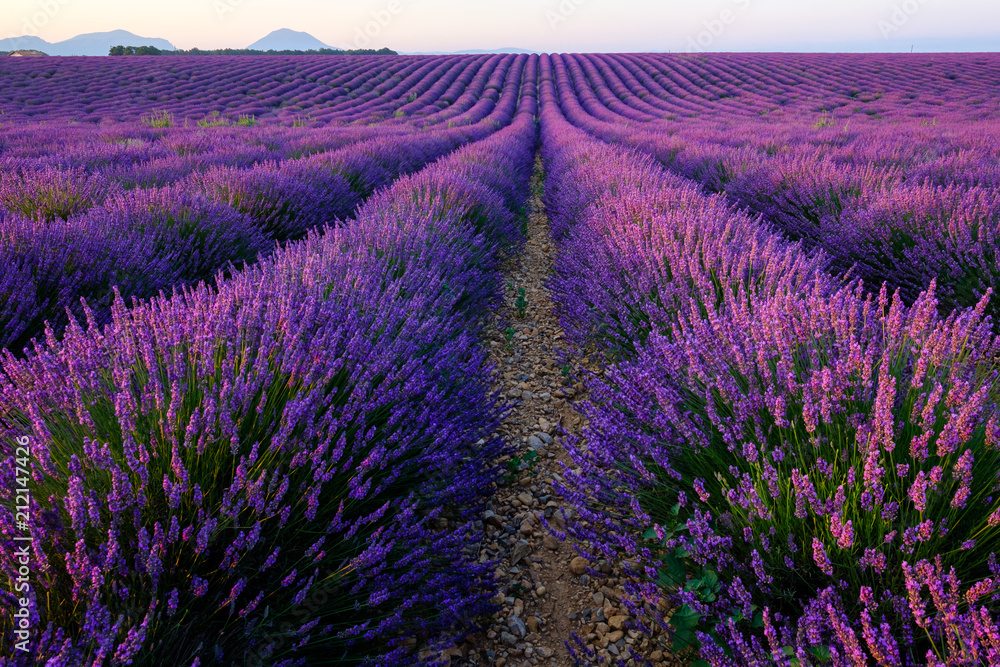 Champ de lavande en fleurs, lever de soleil. Plateau de Valensole, Provence, France.