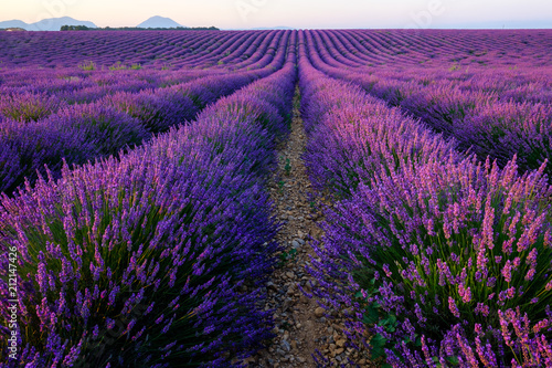 Champ de lavande en fleurs  lever de soleil. Plateau de Valensole  Provence  France.