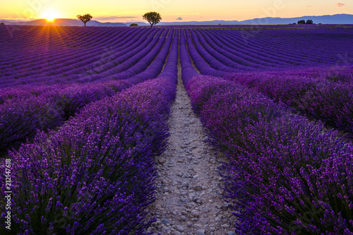 Champ de lavande en fleurs  coucher de soleil. Plateau de Valensole  Provence  France.