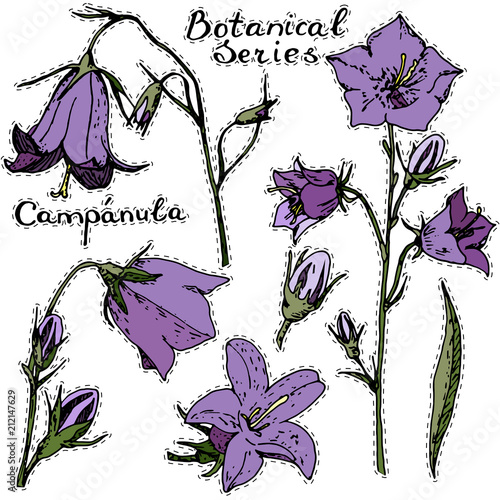 Vecrot sticker campanula. White background