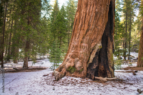 Giant Sequoia trees in Sequoia National Park, CA