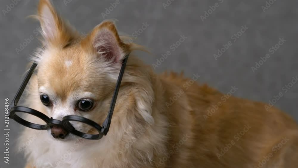 clever chihuahua brown dog wear round black glasses with grey leather background 4k format clever chihuahua brown dog wear round black glasses with grey leather background 4k format