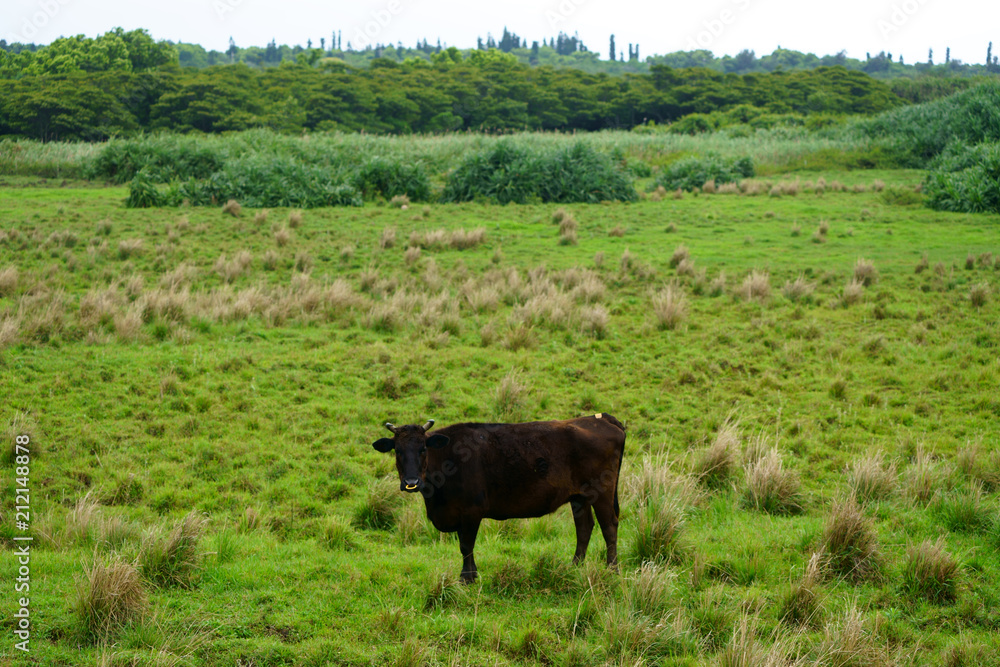 西表島の和牛