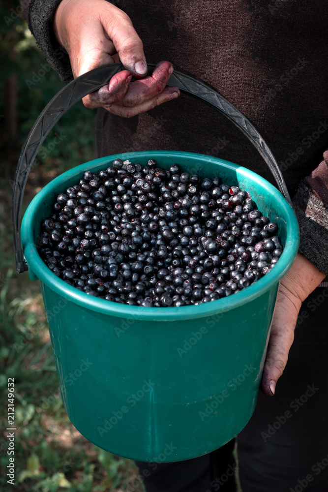 Bucket full of fresh picked blueberries in female hands. Harvesting berries. Bucket full of fresh picked blueberries in female hands. Harvesting berries.