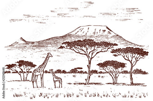 Vintage African landscape. Safaris and wild giraffes. Kilimanjaro mountain in Savannah. Animals engraved hand drawn old monochrome sketch for label.