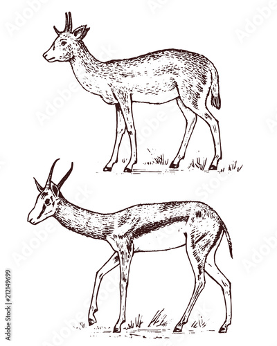 African wild antelope, deer or doe. Duiker and springbok. An animal in a safari. Vintage Mammal, Engraved hand drawn old monochrome sketch for label.