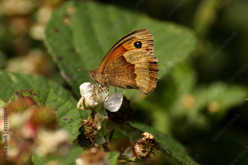 A meadow brown butterfly, A meadow brown butterfly,