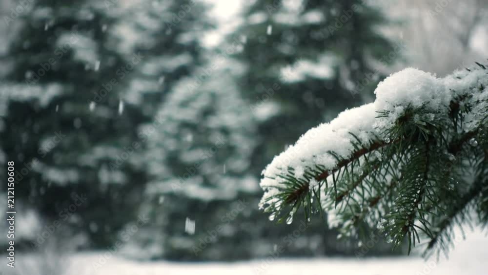 snow falling at the fir trees branches