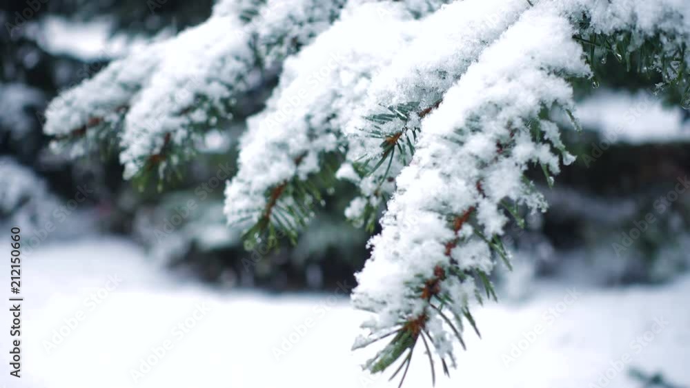 snow falling at the fir trees branches snow falling at the fir trees branches