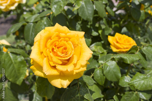 The flower of the yellow rose bloomed against the background of green leaves in the garden on a sunny summer day.