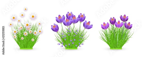 Floral bundles of different widths set with fresh crocuses and chamomiles on green grass isolated on white background. Beautiful spring and summer flowers on greenery in vector illustration.