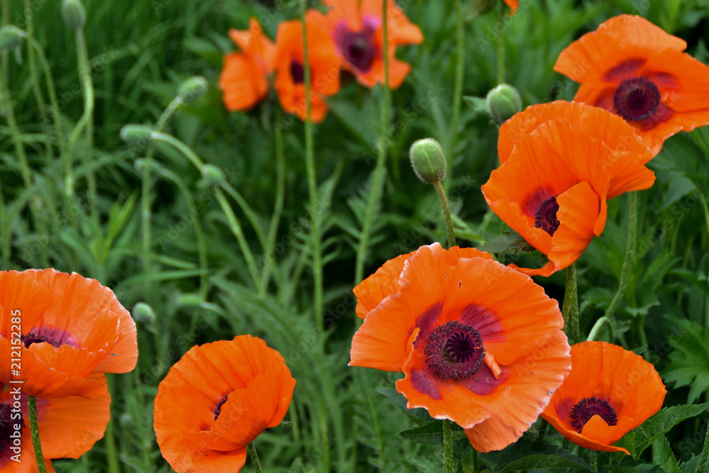 Poppy flowers on summer meadow. .