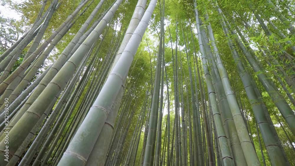 Amazing wide angle view of the Bamboo Forest in Kamakura - TOKYO / JAPAN - JUNE 17, 2018 Amazing wide angle view of the Bamboo Forest in Kamakura - TOKYO / JAPAN - JUNE 17, 2018