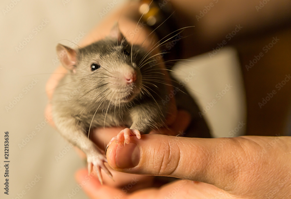 young gray rat looks with surprise sits on the hands of focus on the head of an animal young gray rat looks with surprise sits on the hands of focus on the head of an animal