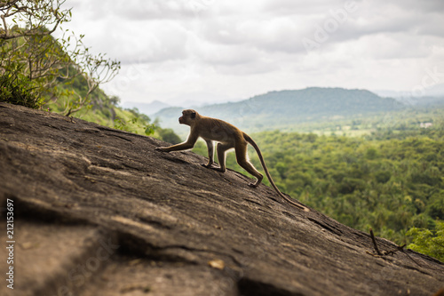 Fototapeta Naklejka Na Ścianę i Meble -  Toque macaque monkey climbing on the hill at Sri Lanka.