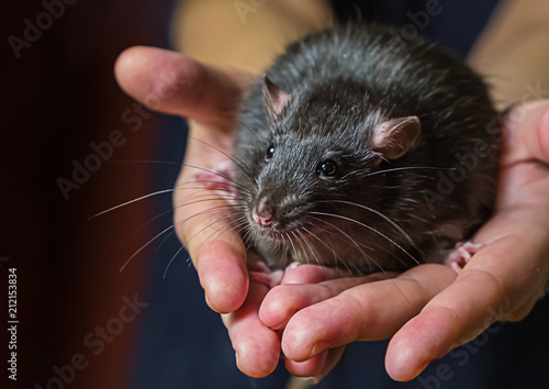 home rodent handmade rat black rat with long mustache darling sits on an open palm with copy space
