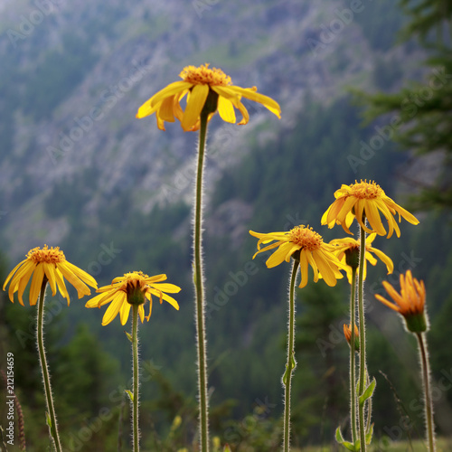 Alpine wild flower Arnica Montana, medicinal plant. Low perspective and backlit shot. Aosta valley, Italy