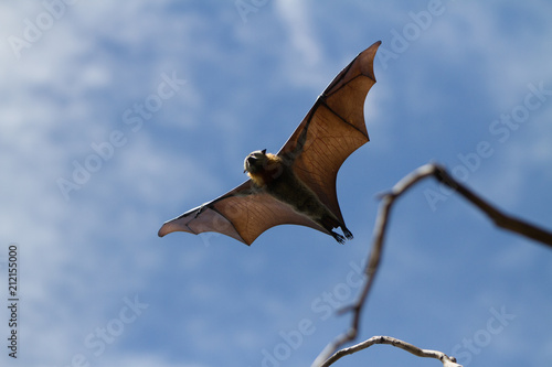 Fruit Bat Flying During Day Time