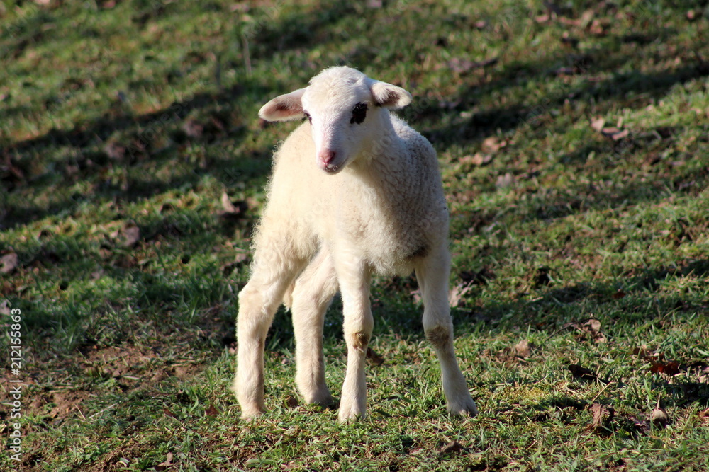 Obraz premium Small white lamb with black eye patches standing on uncut green grass and posing for camera
