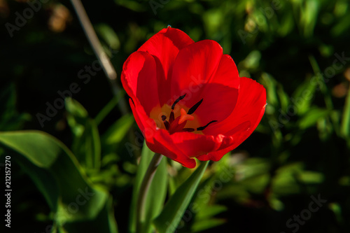 Flower red tulip start to bloom buds. Inspirational natural floral spring or summer blooming garden or park under soft sunlight and blurred bokeh background. Colorful blooming ecology nature landscape