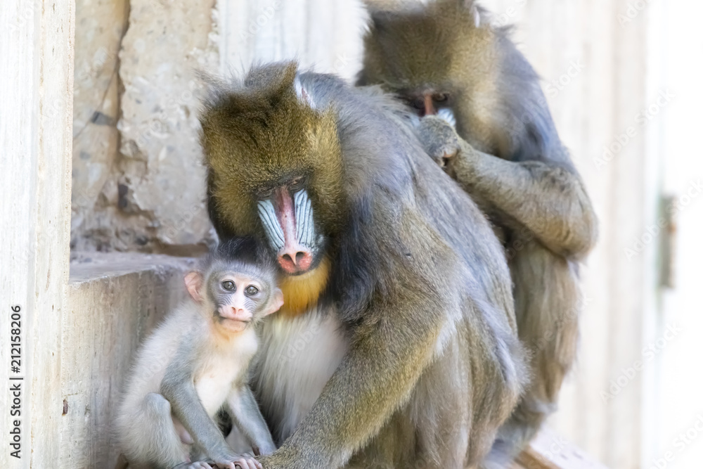 Naklejka premium Mandrill Family in captivity. The mandrill is not only the largest monkey in the world, but it is also one of the most distinctive.