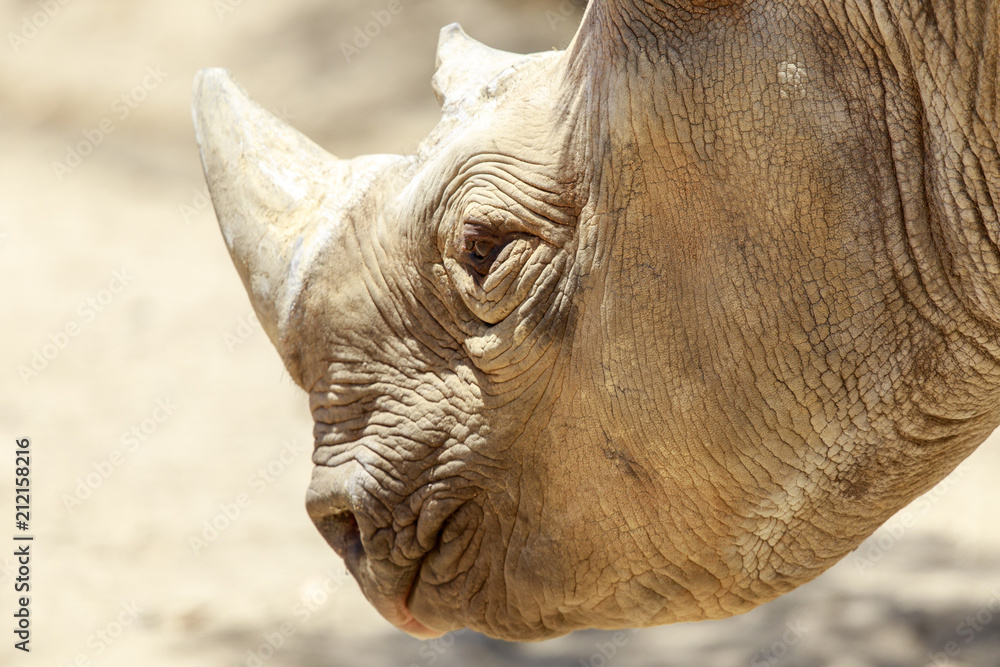 Fototapeta premium Black Rhino Head Details. The black rhinoceros or hook-lipped rhinoceros (Diceros bicornis) is a species of rhinoceros, native to eastern and southern Africa.