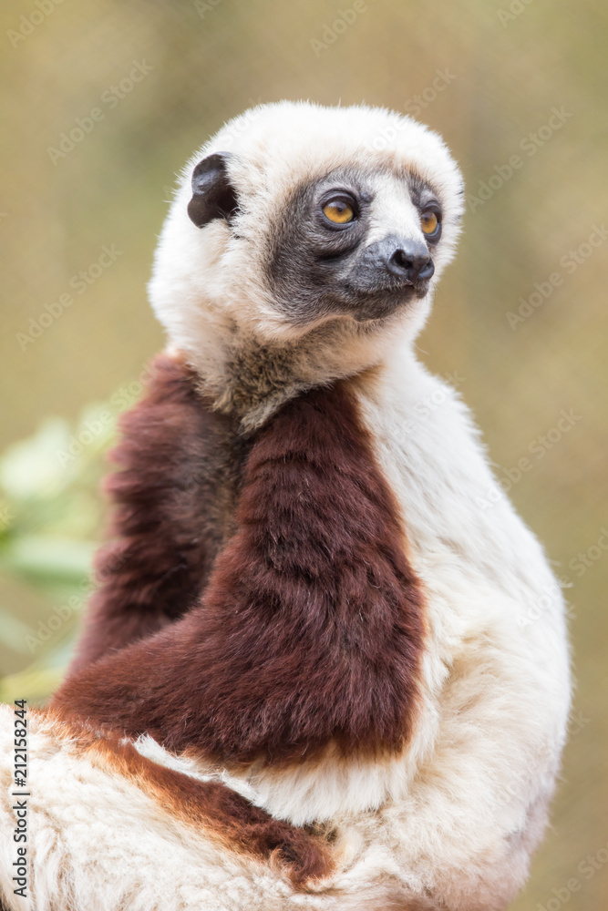 Naklejka premium Coquerels sifaka posing. The Coquerel's sifaka is a diurnal, medium-sized lemur of the sifaka genus Propithecus. It is native to Madagascar.