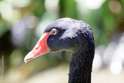 Black Swan Head. The black swan (Cygnus atratus) is a large waterbird, a species of swan which breeds mainly in the southeast and southwest regions of Australia.