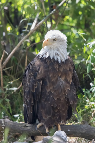 American Bald Eagle (Haliaeetus leucocephalus) portrait. San Francisco, California, USA.