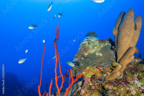 Fototapeta Naklejka Na Ścianę i Meble -  A coral reef in tropical water is a habitat to an abundance of marine life. The colorful underwater structure was shot in the Caribbean sea  around Grand Cayman