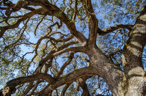 Twisting oak tree branches.